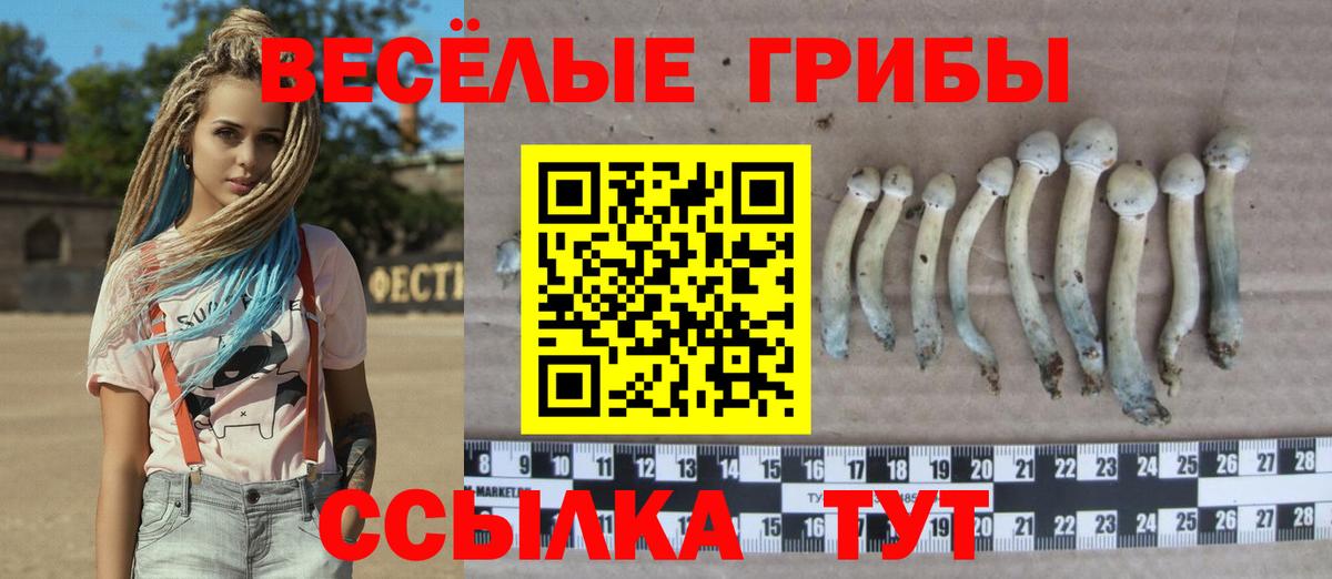 Псилоцибиновые грибы Psilocybe Добрянка